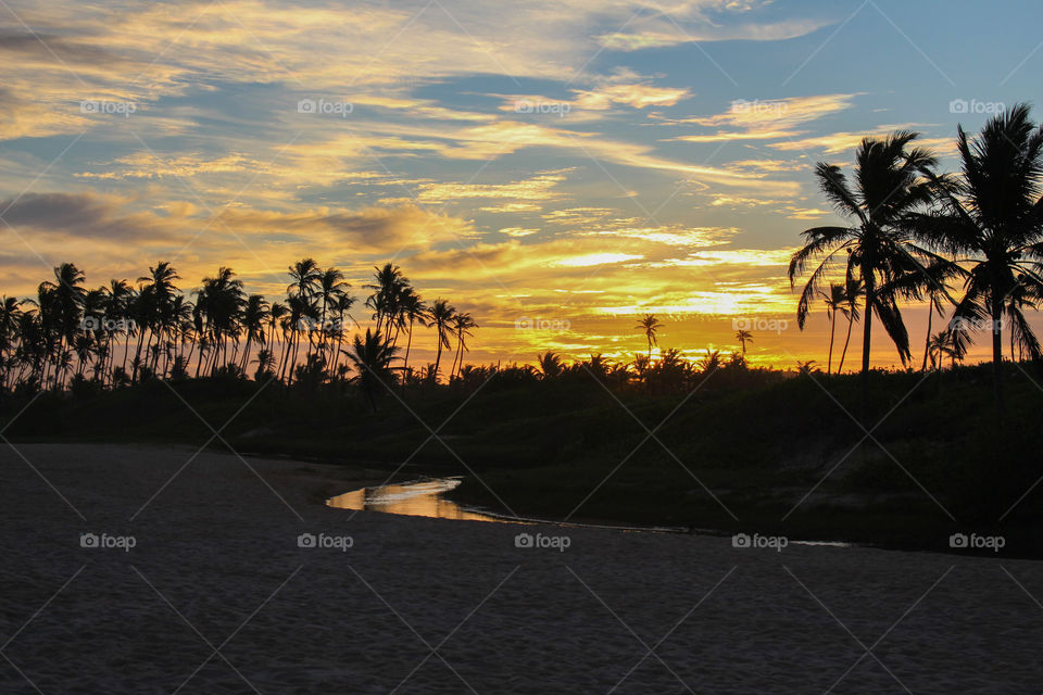 silhouette of palm trees and River on a beach in brazil at sunset
