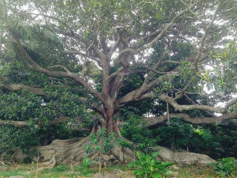 A ESPECTACULAR TREE! !