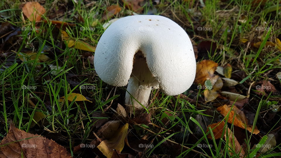 Cleft mushroom
