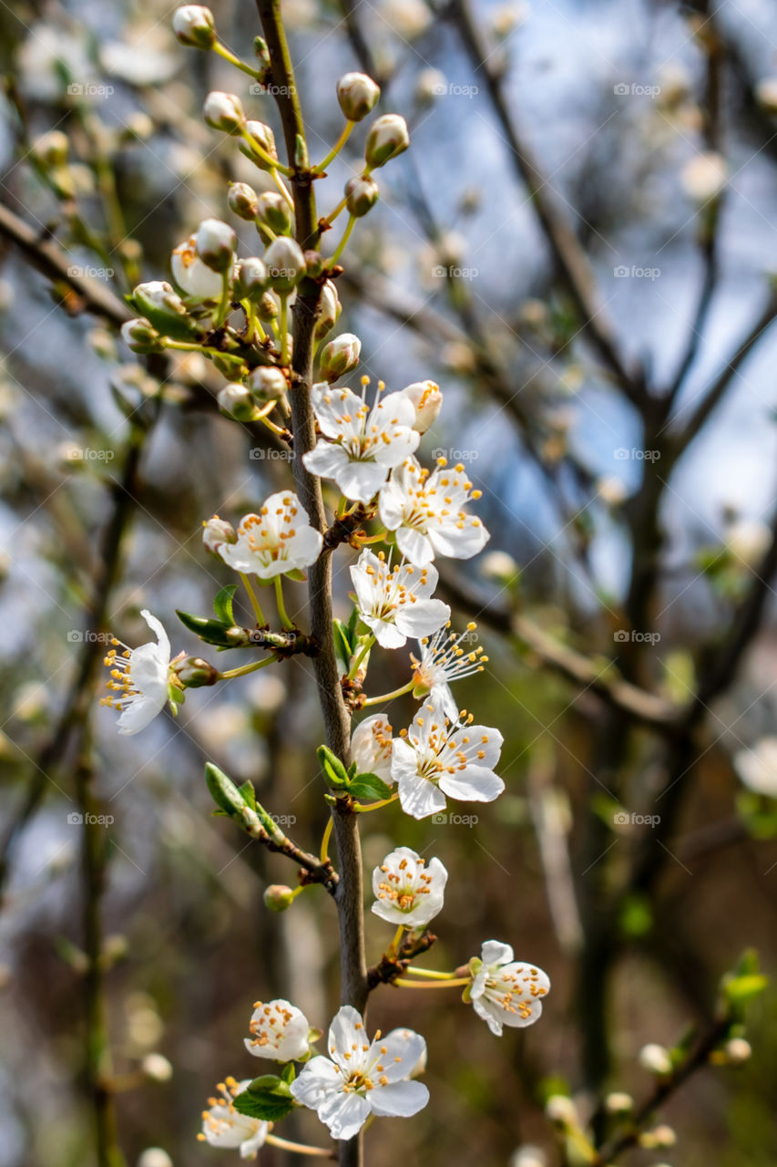 first signs of spring