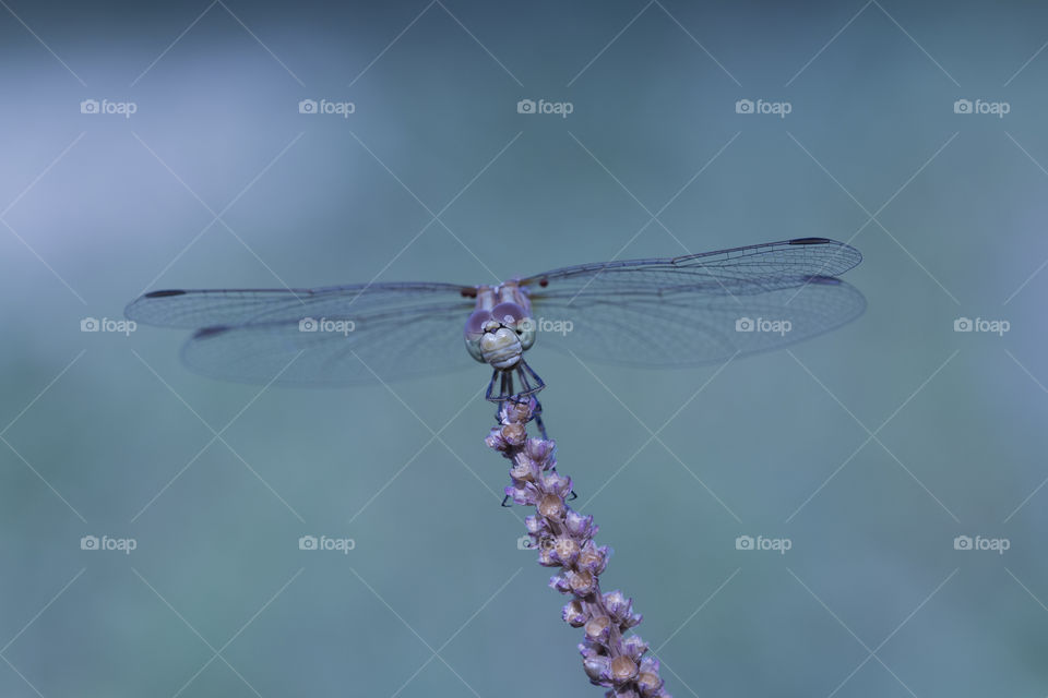 Dragonfly in the nature.  Beautiful vintage nature scene with dragonfly outdoor
