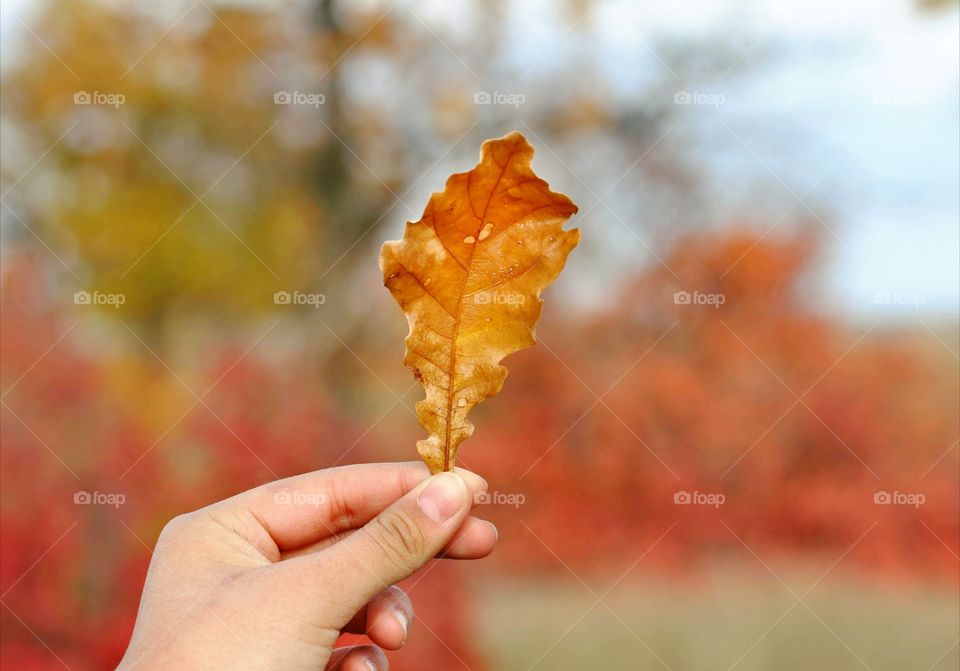 Autumn oak leaf in hand