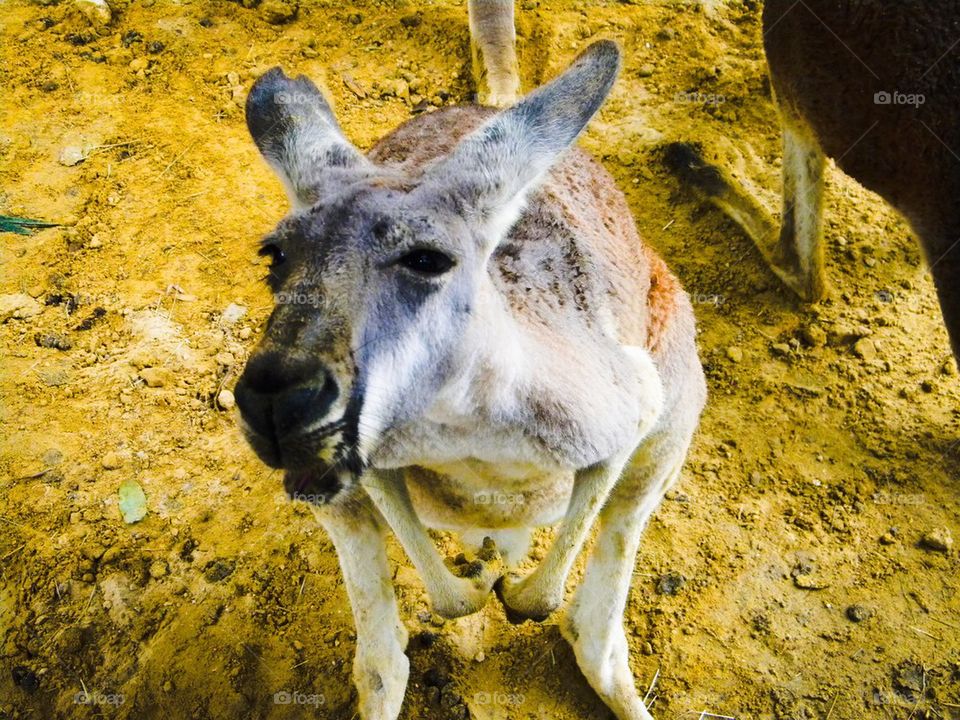 Kangaroo