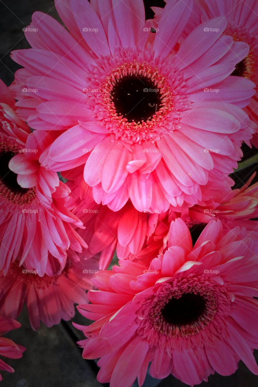 Pink Daisy, Spring Flowers 
