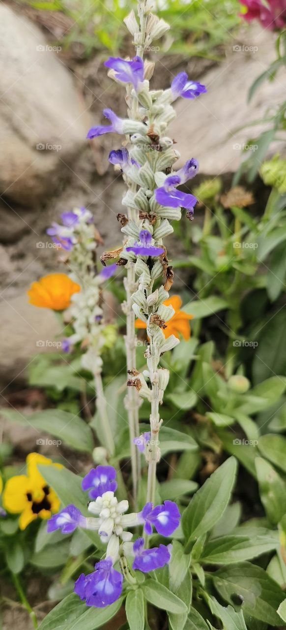 Shanli Railway Station, Beinan Township, Taitung County, Salvia farinacea