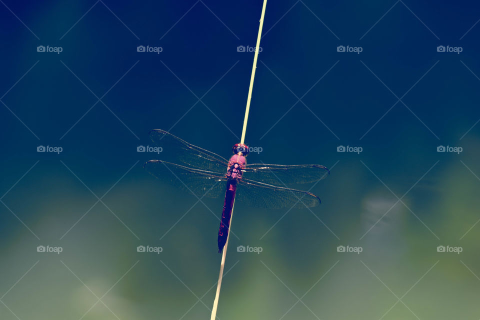 Libélula/Dragon-Fly.