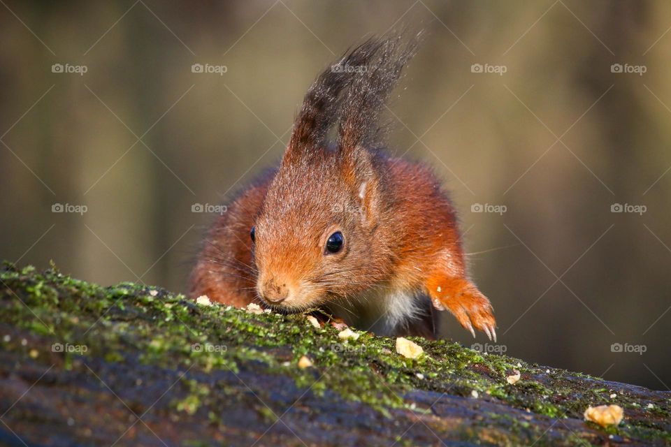 Red squirrel coming for some nuts