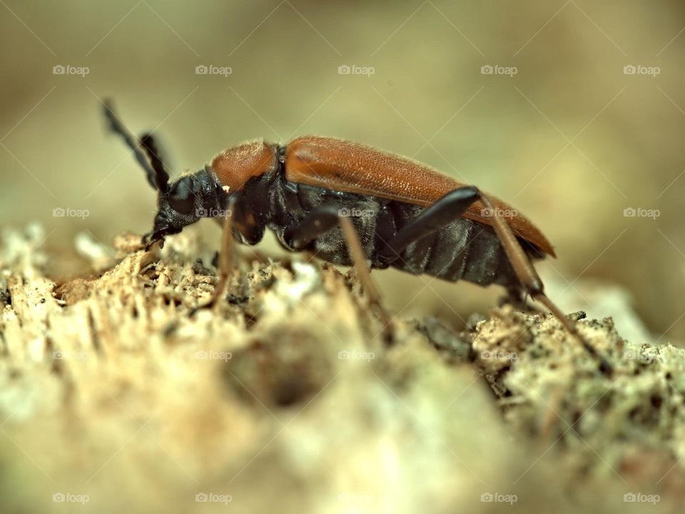 on the old trunk in the sun