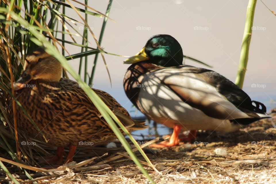 Mallard