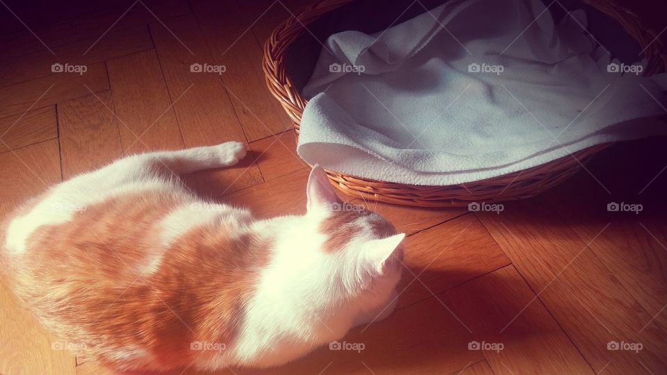 Cat logic. cat sleeping next to its basket