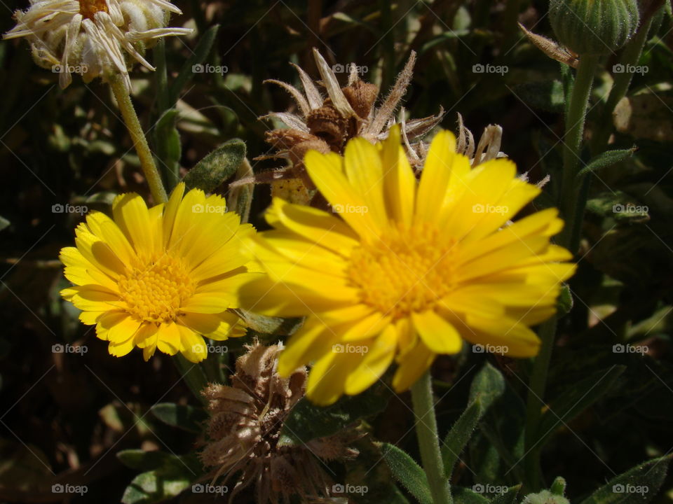 Yellow flowers