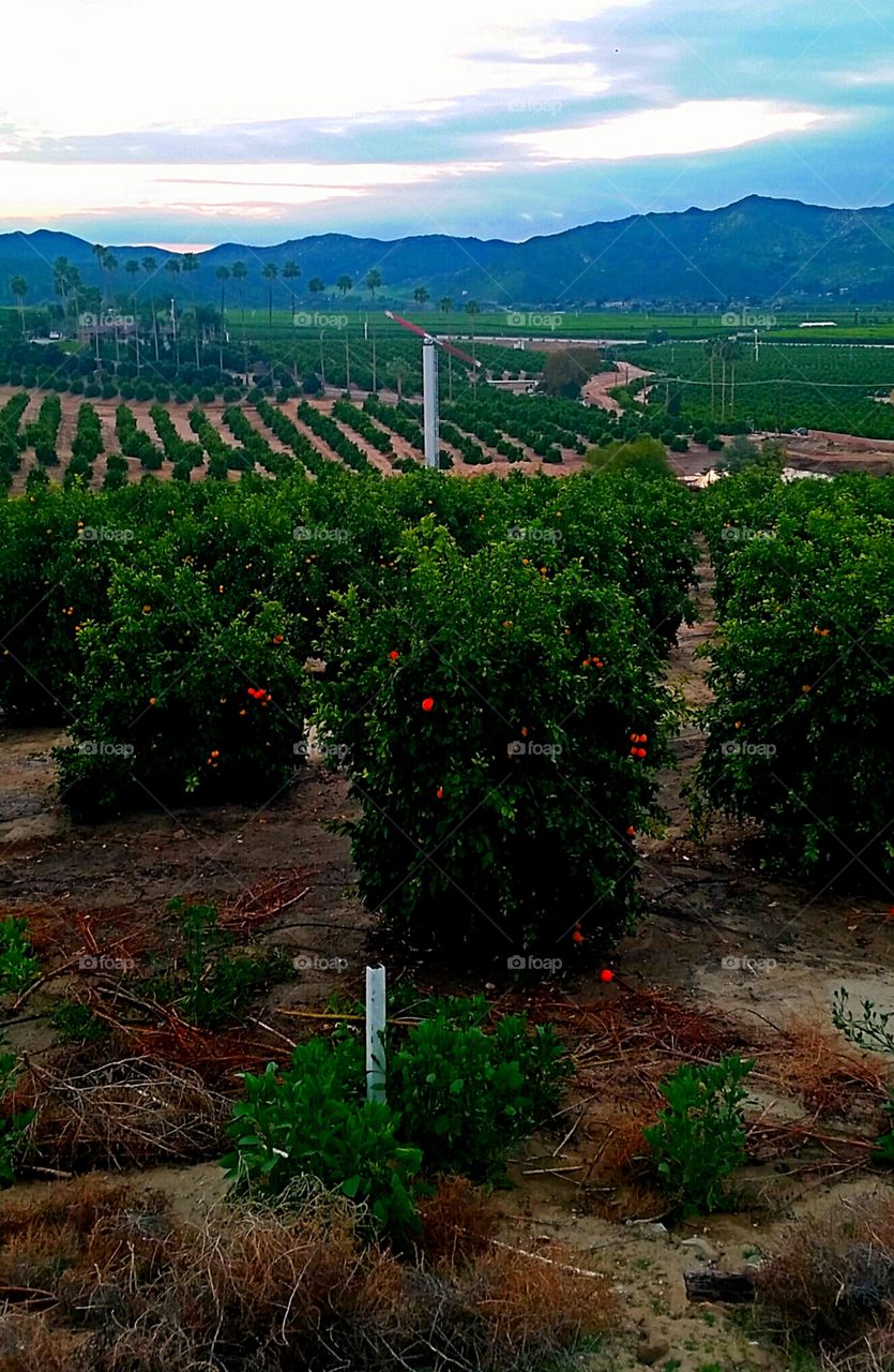 orange groves. one of the prettiest views in the crappy city where I live