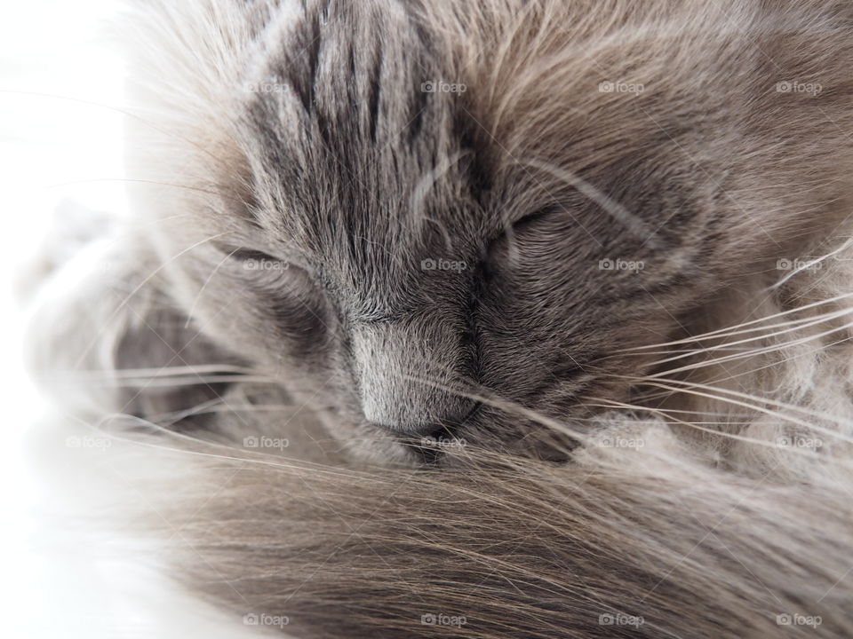 Sleeping Ragdoll cat up close