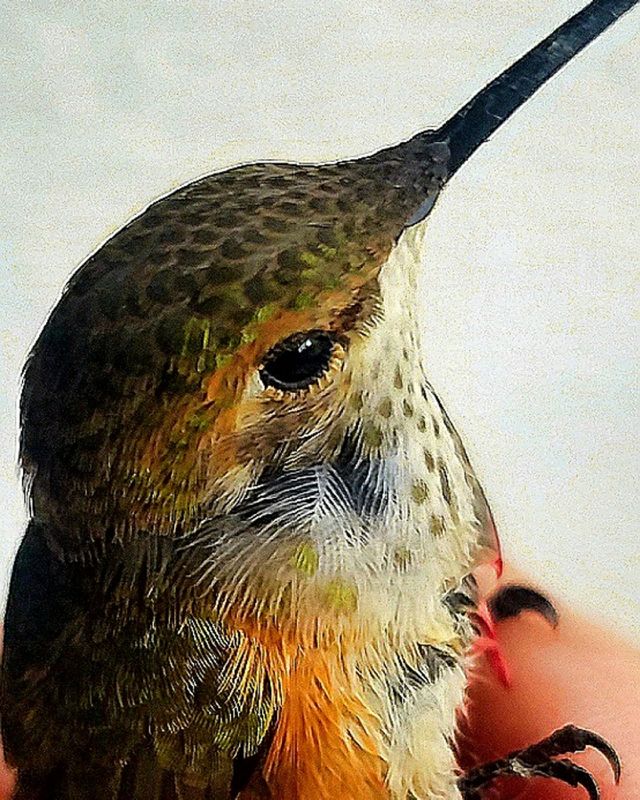 hummingbird