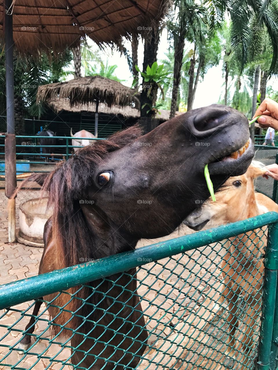 Close up black horse face eat green bean from tourism in the farm