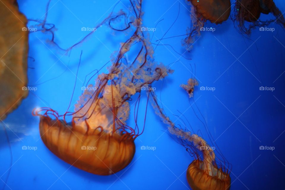 Underwater, Invertebrate, Jellyfish, No Person, Fish