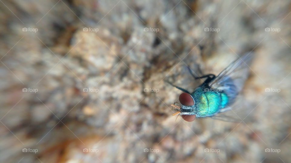 the stunning beautiful little colourful bug !!wow