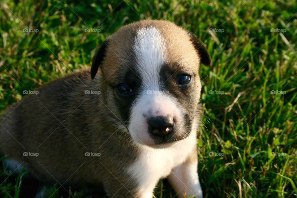 Buster. Border Collie puppy nearly one month old. 