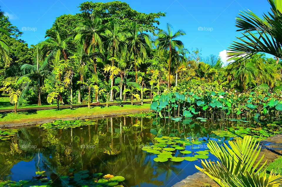 Lake and Plants in the open. Botanical Garden View