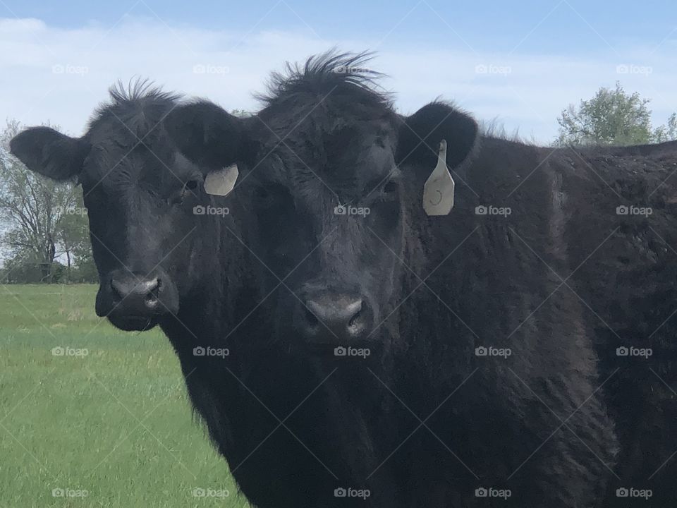 Cute cows in pasture