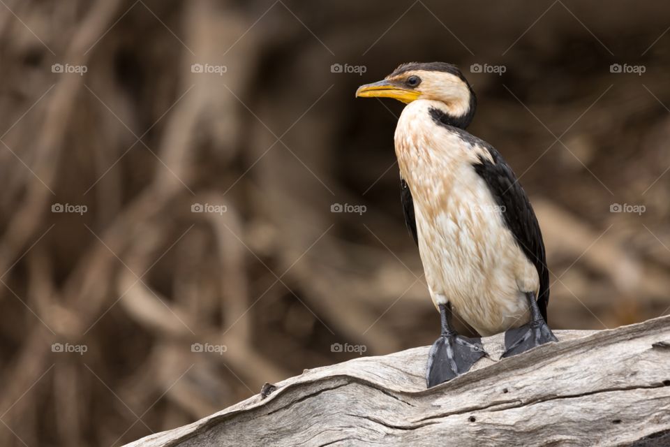 Little pied cormorant. Funny looking water bird (little pied cormorant) standing on top of tree trunk. Out of focus background. Silver log