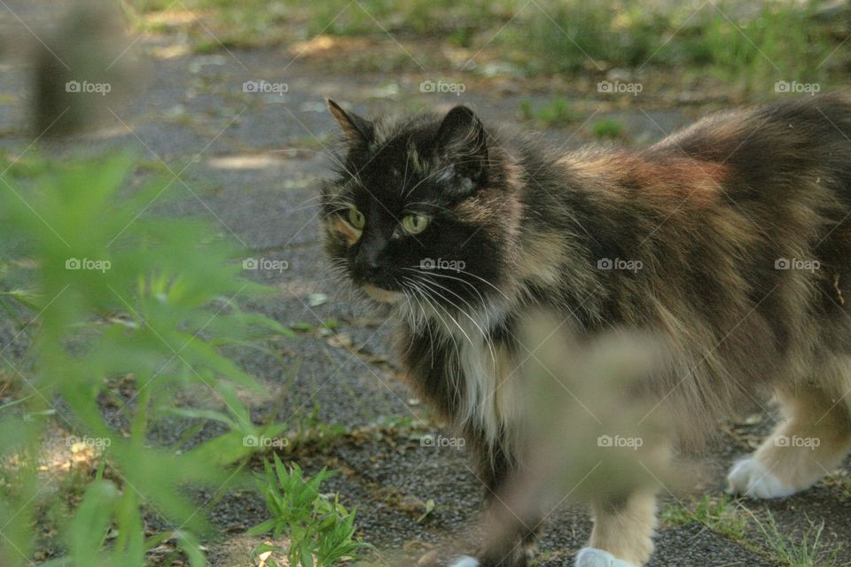 Just a cat on the streets