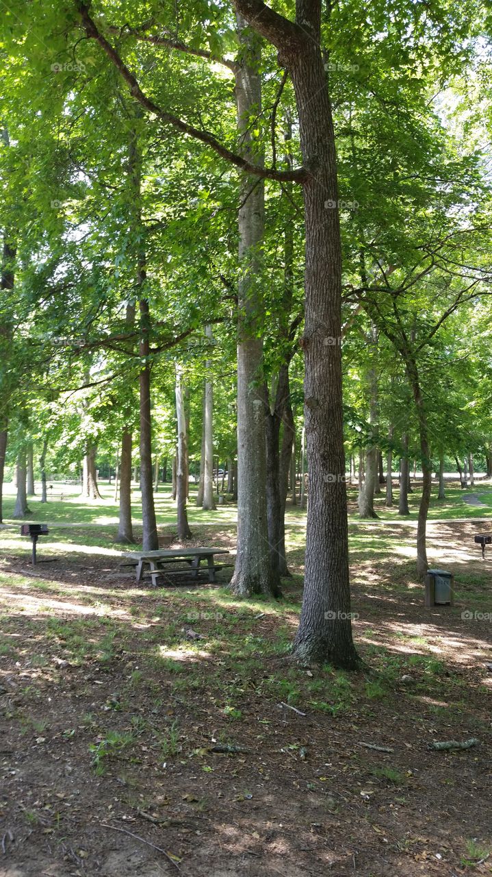 perfect day for a picnic