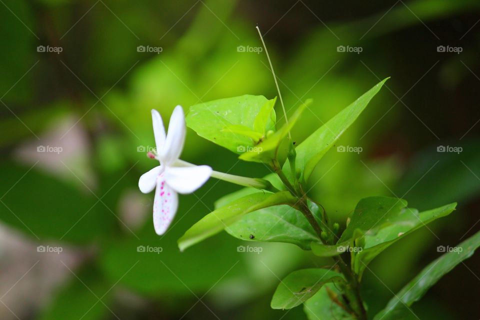 natural Flower