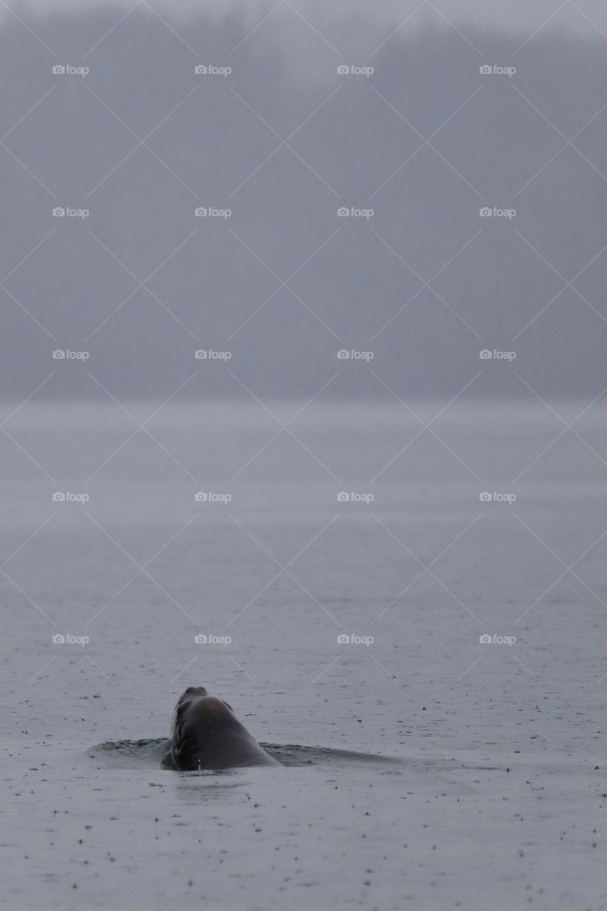On a foggy, rainy day in the Pacific Northwest, a sea lion swims along the shoreline near Tacoma, Washington 
