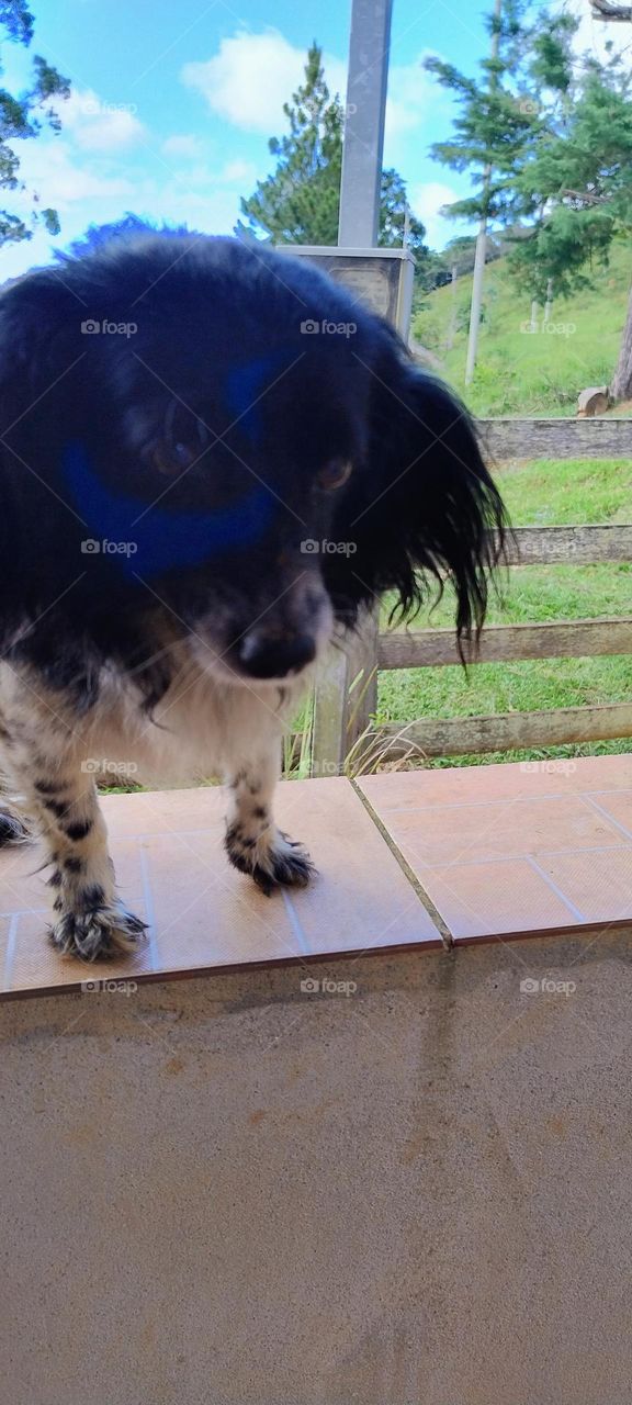puppy on the balcony