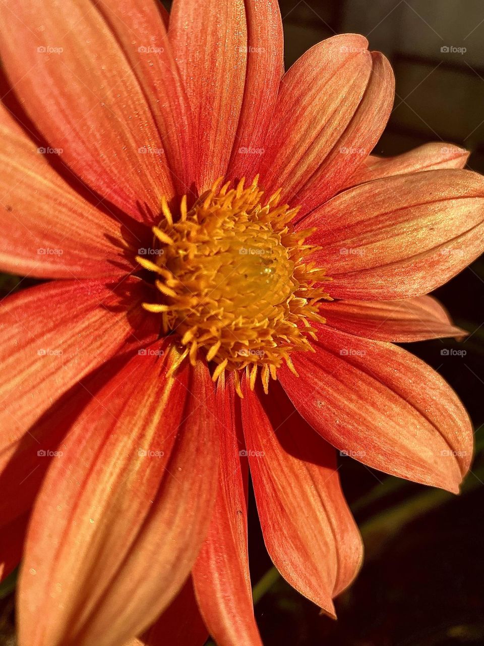 Orange flower