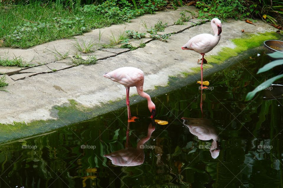 water reflection of flamingos