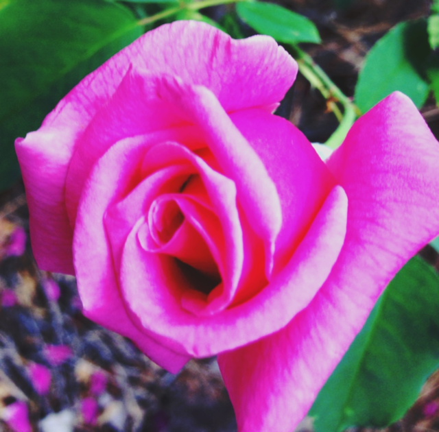 green pretty pink flower by clandra