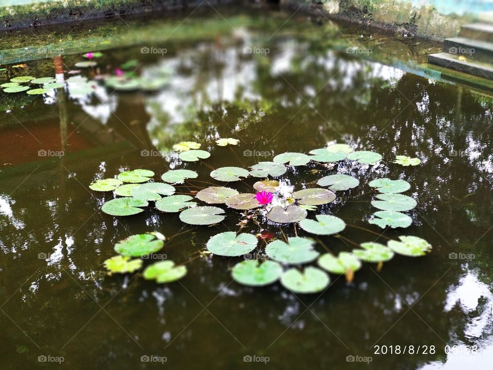 lotus in a pond
