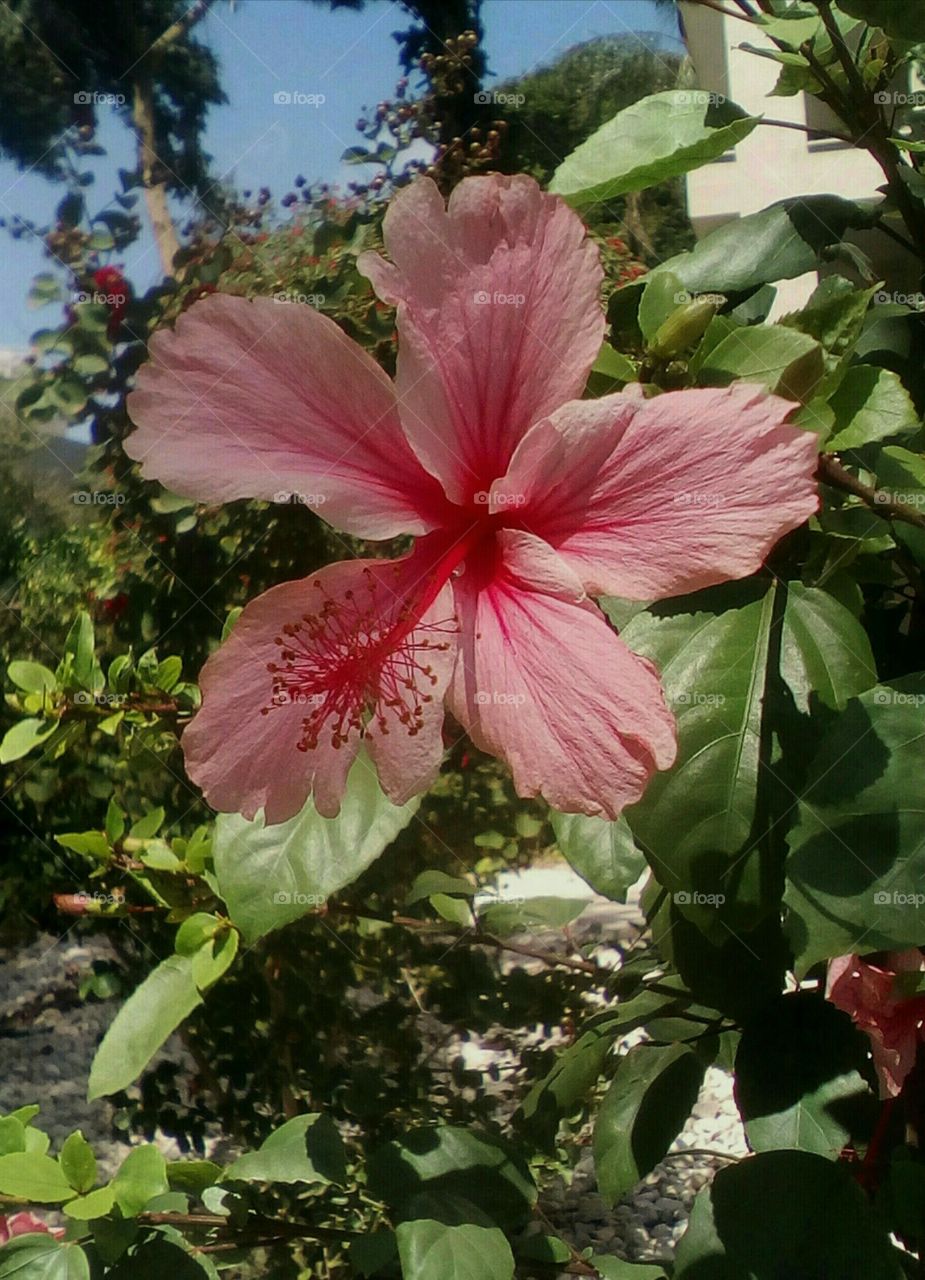 Pink gorgeous Hibiscus flower
