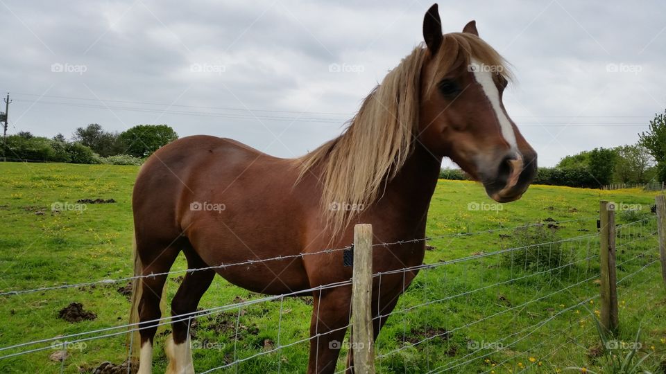 Horse in ranch