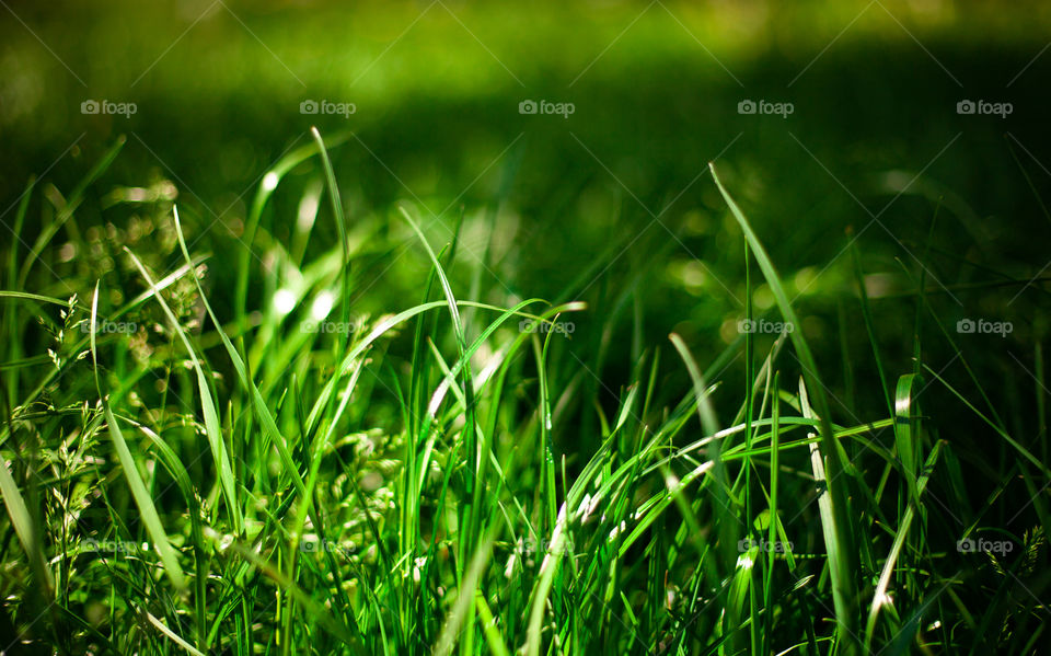 background image of grass in golden time