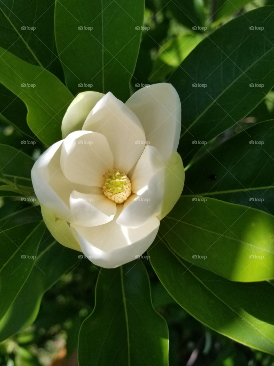 magnolia tree