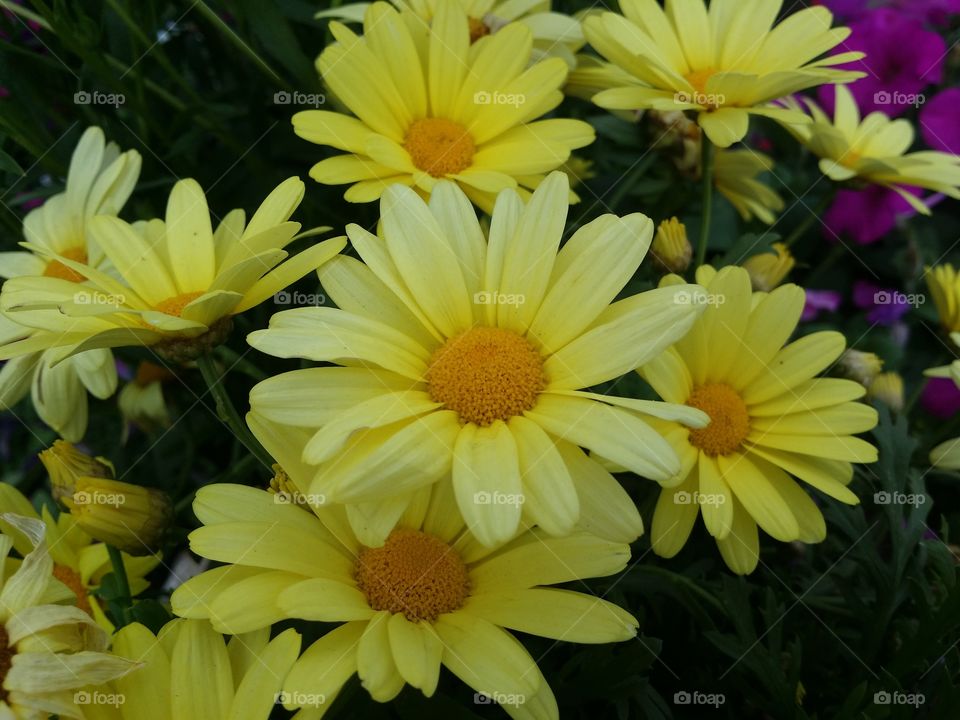 Yellow Daisies