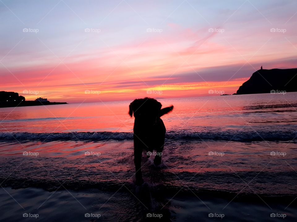 dog in sunset