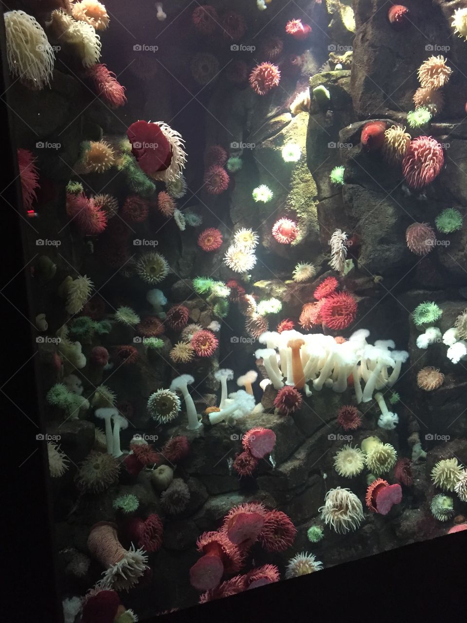 Aquarium, Ripleys Believe it or not 