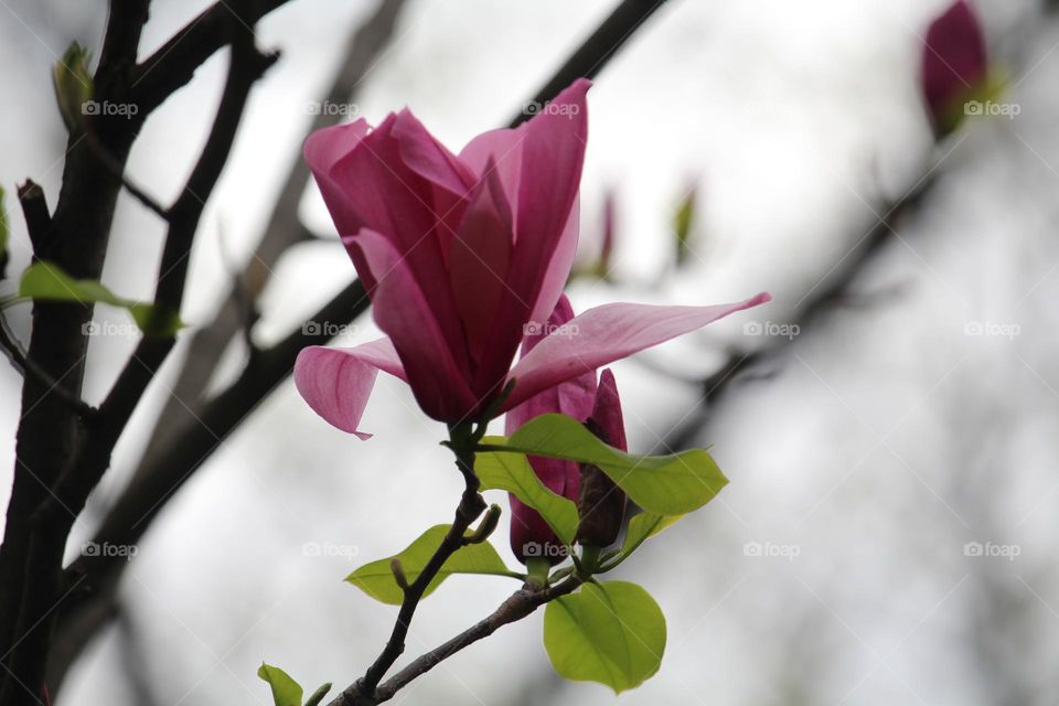 magnolia flowers