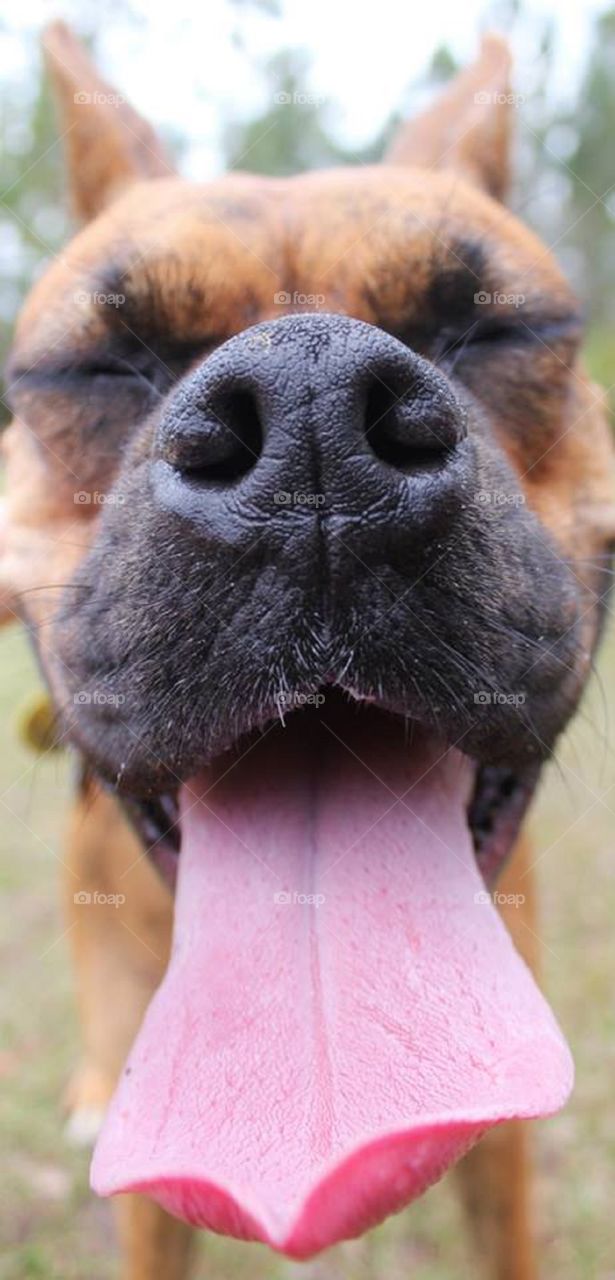 Blissfully happy smiling boxer dog