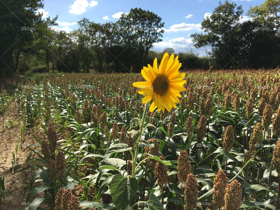 Sunflower alone in a field