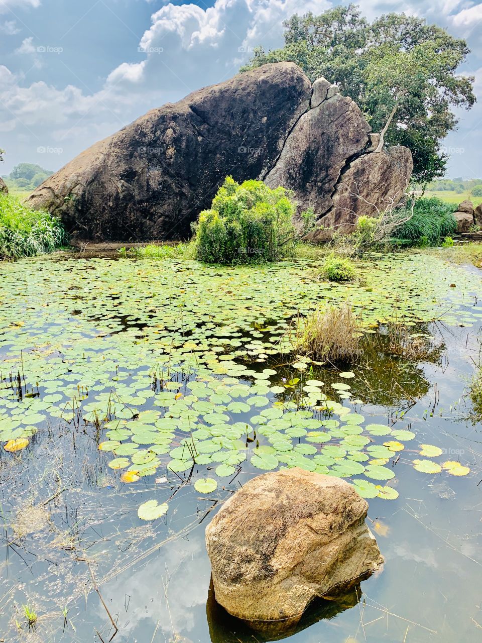 Lagoon Srilanka nature