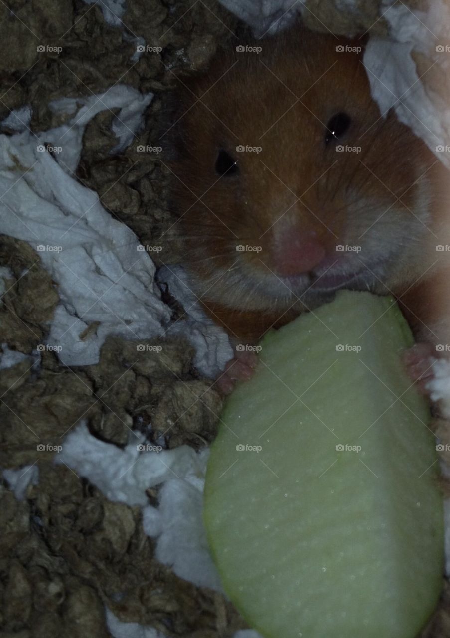 Happy Hamster