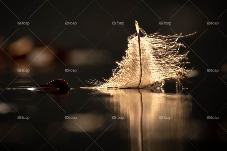 Millpond debris. A renegade down feather hangs out with an old seasoned leaf and ponders the mysteries of the universe. 