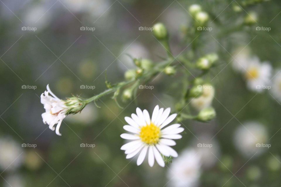 white daisy