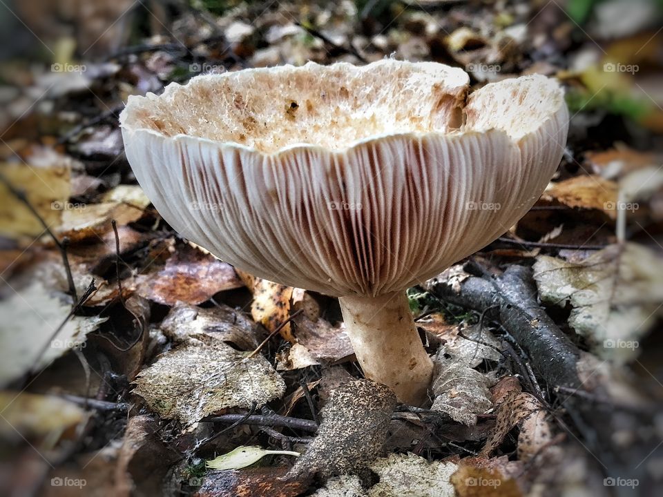 Mushroom 
