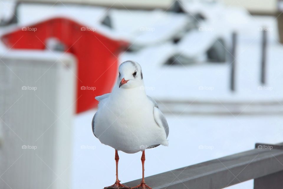 Front view of  a seagull